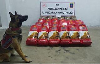 Alanya’da,yolcu otobüsünde 150 kilogram kaçak...