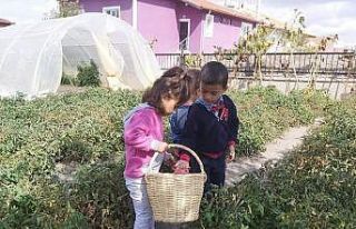 Altıntaş’ta öğrenciler kendi yetiştirdikleri...