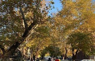 Anadolu Üniversitesi’nde eşsiz sonbahar manzaraları