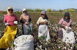 Antalya’da kadın işçilerin zorlu pamuk hasadı...
