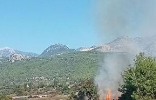 Antalya’da zeytinlikte yangın