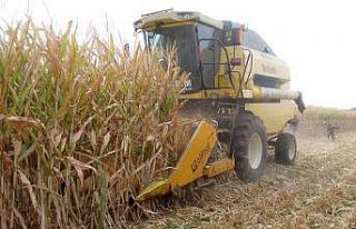 Araban Ovası’nda mısır hasadına başlandı