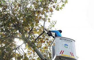 Araç trafiği için risk oluşturan ağaçlar budanıyor