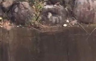 Artvin’de dereye düşen karaca görüntülendi