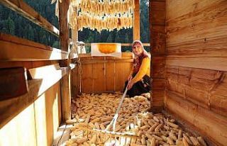 Artvin’in köylerinde kış hazırlıkları başladı