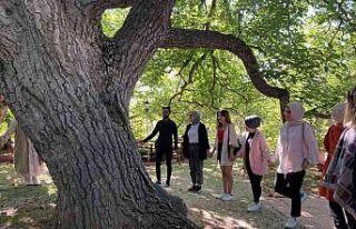 Asırlık ağaçlar haritalandırılıyor