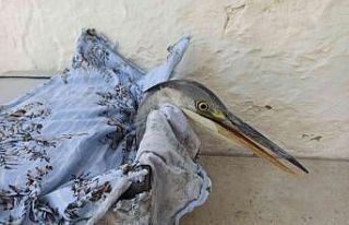 Avcıların vurduğu turnaya mahalleli sahip çıktı