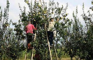 Avrupa’nın ayvası bu köyden