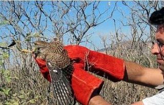 Ayağı ipe bağlanmış atmaca kurtarılarak doğaya...