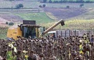 Ayçiçeği alım kampanyası sona erdi