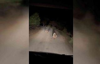 Ayılar köyün içinde otomobilin ışığıyla süratle...