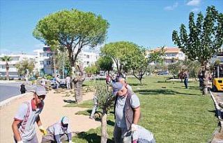 Ayvalık artık çok daha yeşil