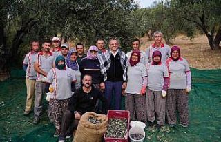 Ayvalık Belediyesi’ne ait zeytinliklerde ilk hasat...