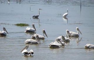 Azap Gölü’nde incelemeler yapıldı