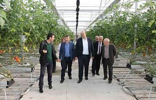 Aziziye’nin domates seralarına ESTP ziyareti