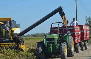 Bafra Ovası’nda çeltik hasadı başladı