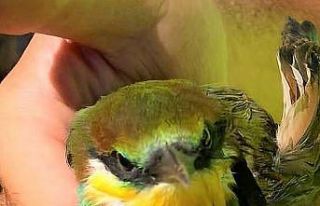 Bal üretimine arı kuşu engeli