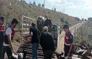 Balya’da büyükbaş hayvan hırsızları yakalandı