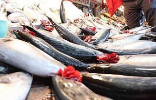 Bandırma’da palamut rekor kırdı