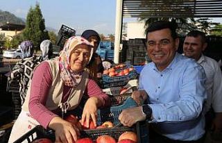 Başkan Tütüncü, nar hasatında