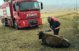 Bataklığa saplanan ineği itfaiye ekipleri kurtardı