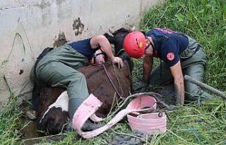 Bataklığa saplanan ineği itfaiye kurtardı