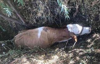 Bataklığa saplanan inek kurtarıldı