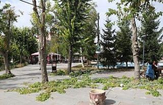 Belediye ekiplerinden mevsimlik ağaç budama çalışması