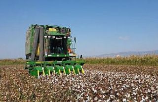 Beyaz altında hasat devam ediyor