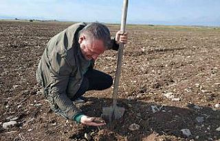 Beyşehir’de ekin kambur böceği araştırması