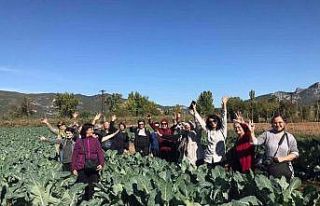 Bilecik’te bu yıl ayva hasadının 7 bin ton olması...