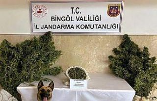 Bingöl’de bir evde 25 kök kenevir ve esrar ele...