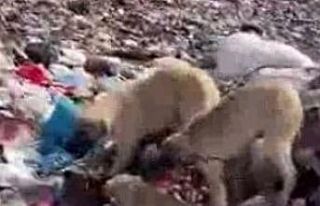 Bingöl’de yavru köpekler iple birbirine bağlanıp...