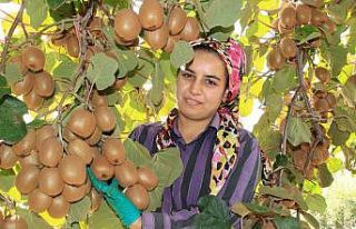 Birçok ülkeye ihraç ediliyor: Kivinin bahçede...
