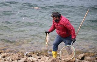 Bolu’da balık ölümlerine ilişkin adli soruşturma...