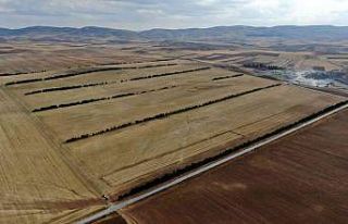 Bozkırda, ekinlere siper olsun diye ağaçlarla sed...