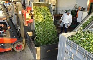 Bu ilçede 0.3 asit zeytinyağları üretiliyor