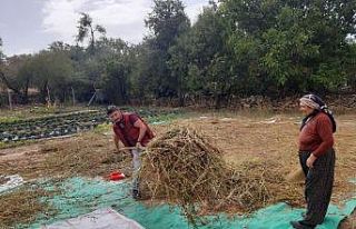 Bu mahallede yetiştirilen susam tahin üreticilerinin...
