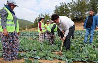 Bucalı çiftçiler kış sezonunun ilk hasadını...