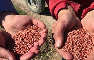 Buğday tohumlarının 8 aylık serüveni başladı