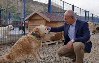 Büyükçekmece Belediyesi e-Devlet’ten hayvan sahiplendirecek