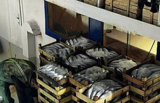 Çanakkale’de denizden balık fışkırdı