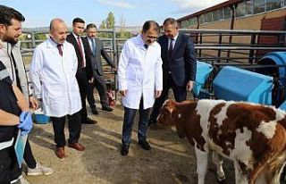 Çankırı’da şap hastalığına karşı aşılama...