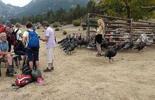 Çekirge ile mücadele için salınan hindiler turistlerin...