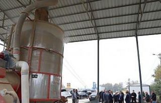 Çeltik kurutmaları başladı