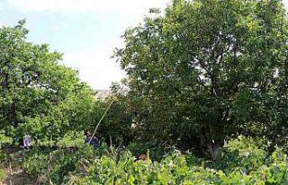 Ceviz hasadının başlamasıyla birlikte ağaçtan...