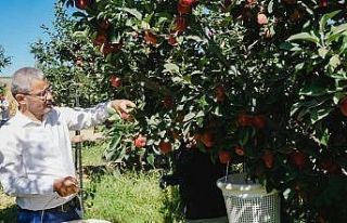 Çivril’de ilk elma hasadını Başkan Vural gerçekleştirdi