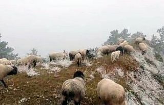 Çobanların kar altında zorlu mesaisi