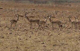 Cudi Dağı teröristlerden temizlendi, bölge ceylanlarla...