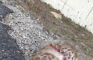 Daday’da 1 haftada 2 vaşak ölü bulundu